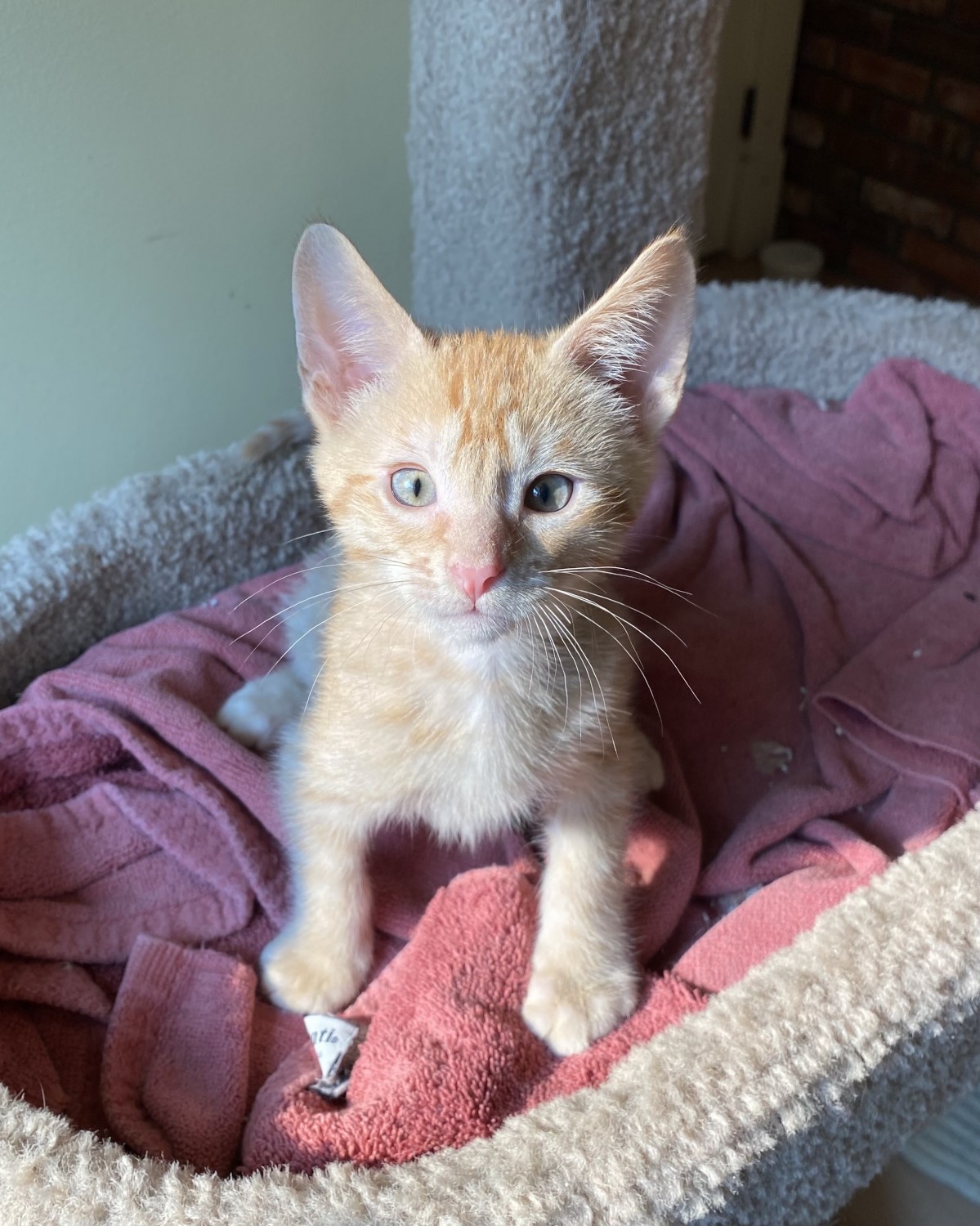 Tabbles (Dutton Litter)