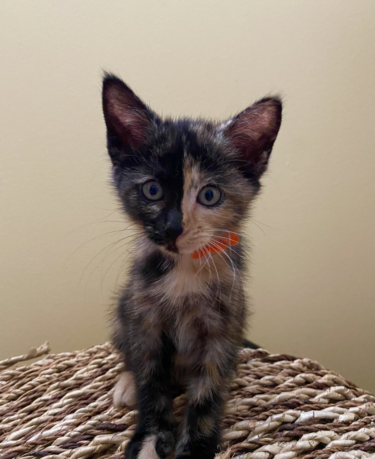 Myrtle (Dutton Litter)