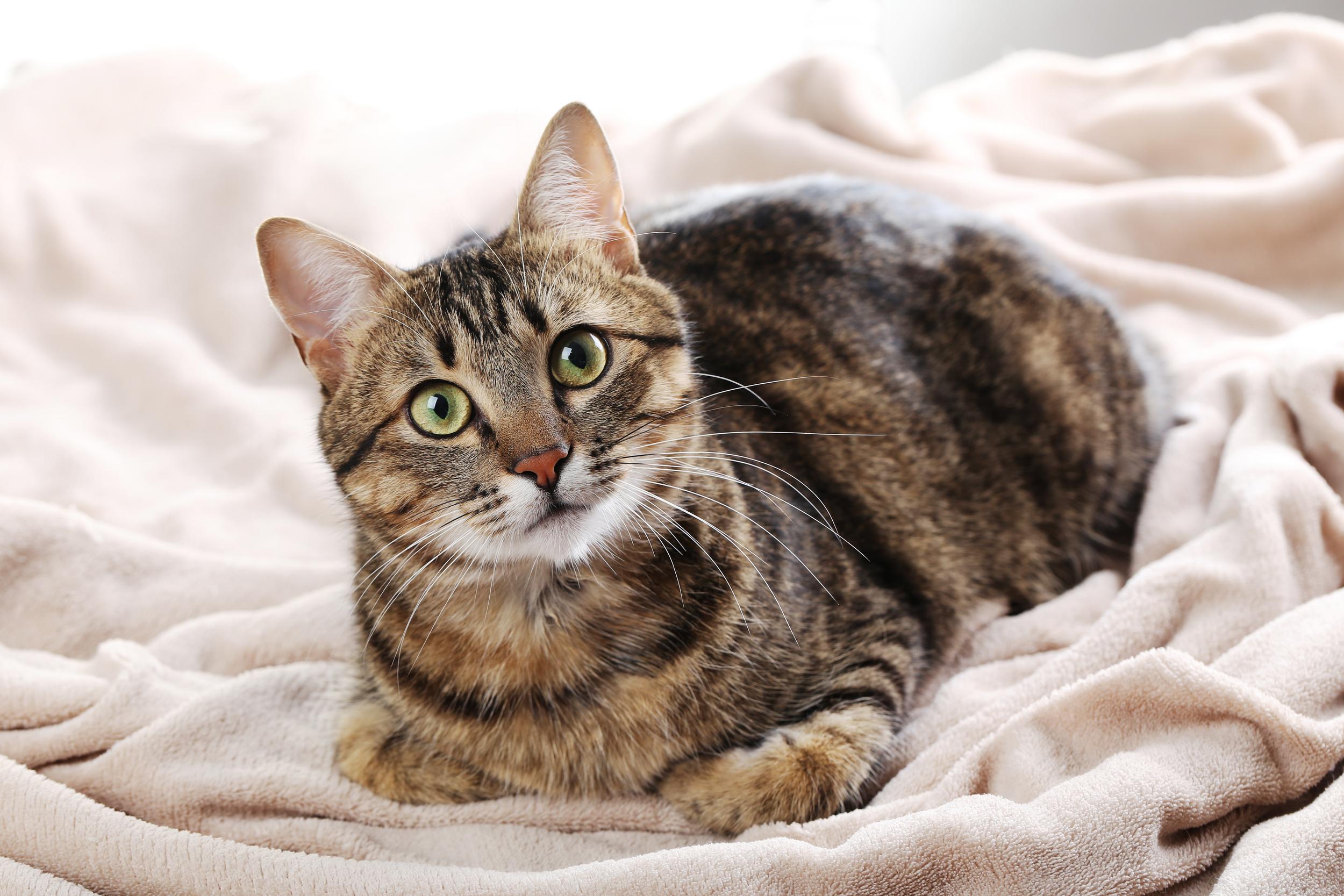 Brown and White Cat Laying on Blanket