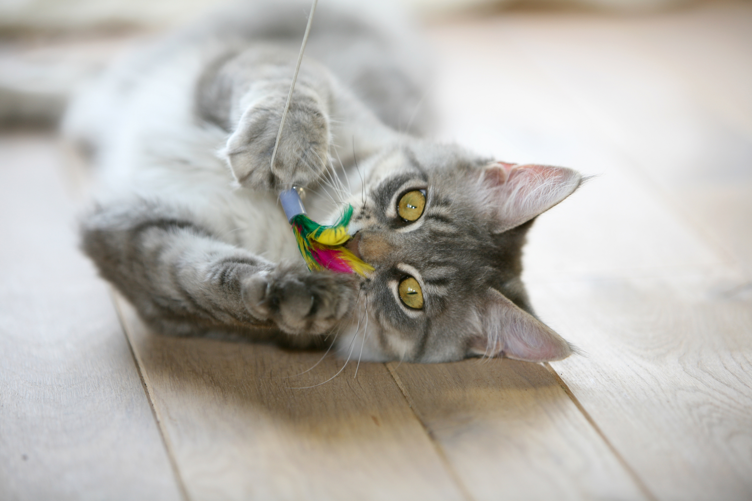 Grey Kitten with Feather Toy