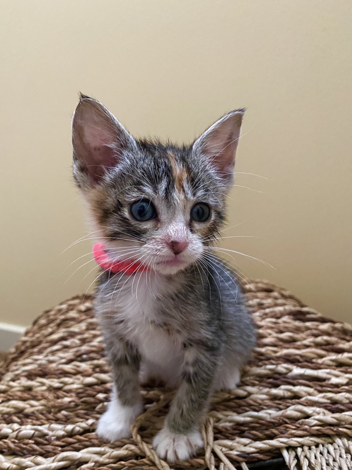 Willow (Dutton Litter)