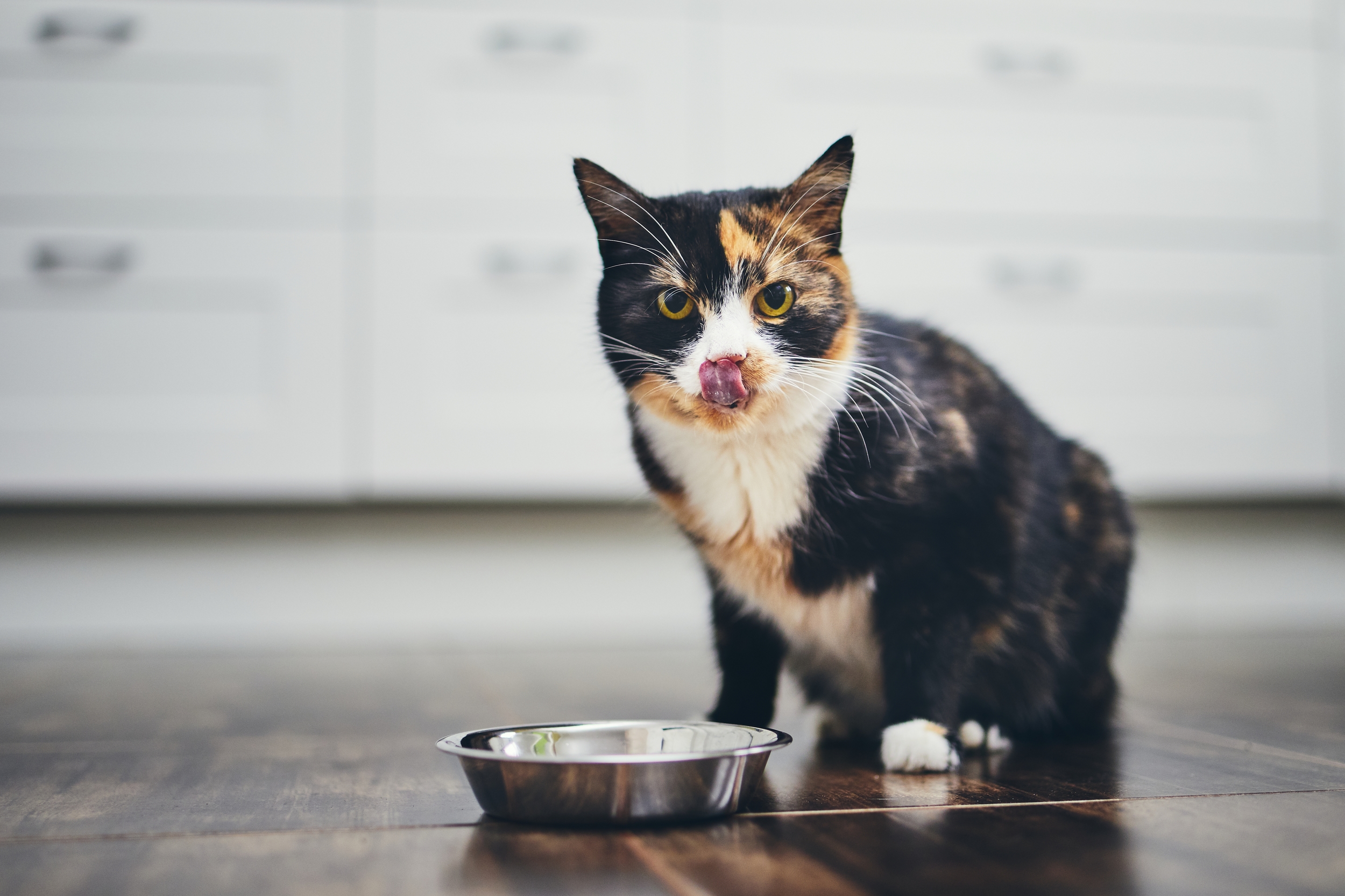Calico Cat Eating from Pet Dish