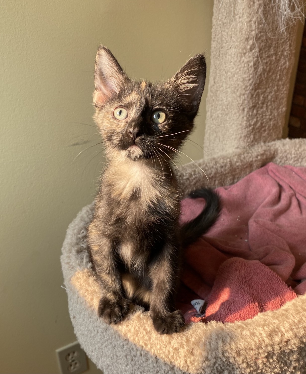 Clover (Dutton Litter)