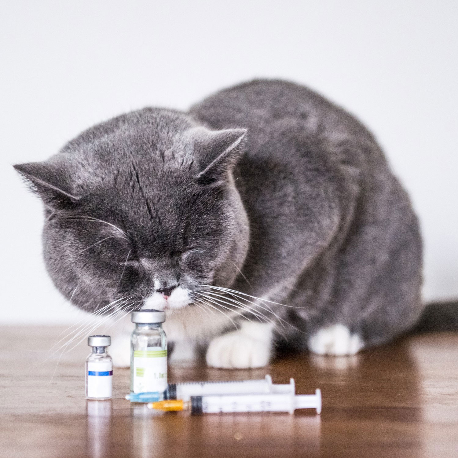 Cat With Medication