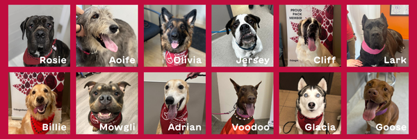 canine heroes