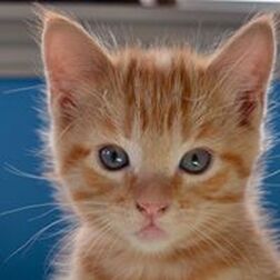 Beaker, Clinic Cat in Training Beaker, Clinic Cat in Training
