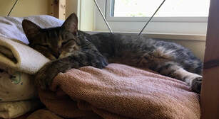 Dandelion, Clinic Cat Dandelion, Clinic Cat
