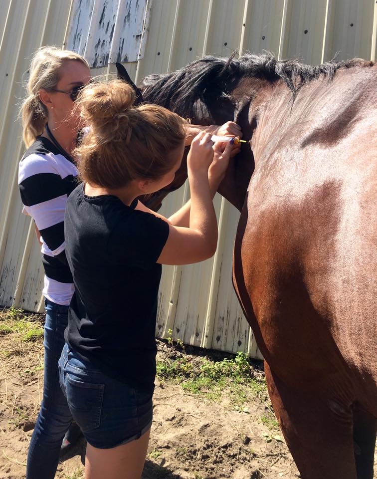Vaccinating a Horse